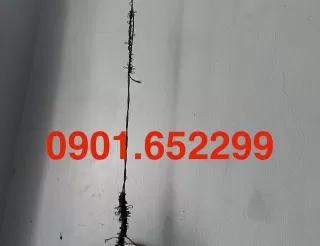 Sửa giàn phơi tại phường Hố Nai